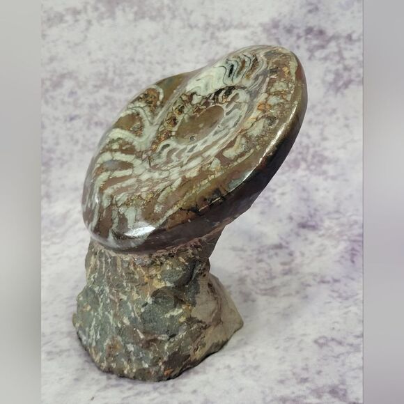 Ammonite & Goniatte Fossil Free Standing - Picture 3 of 12